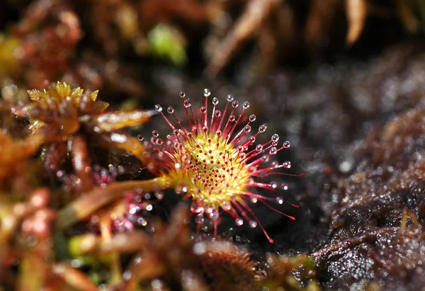 Planta carnívora Drosera em um relvado na primavera — Fotografia de Stock