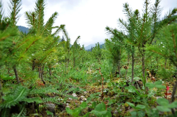 Fir tree nursery, young spruce growing — Stock Photo, Image