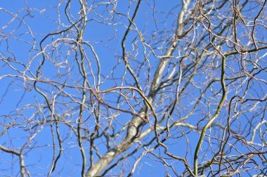 Söğüt ağacı dalı bahar