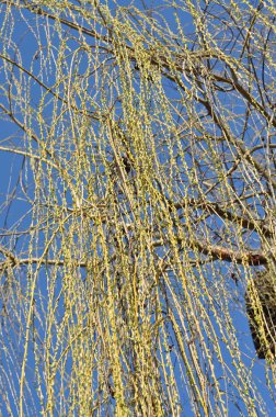 Söğüt ağacı dalı bahar