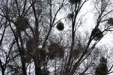 Ökseotu ağaç üzerinde