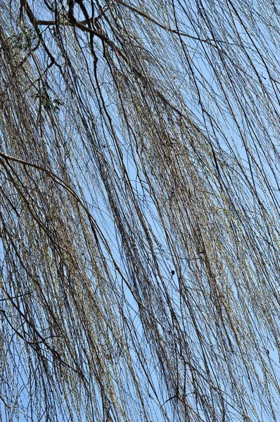 Willow trädgren under våren — Stockfoto