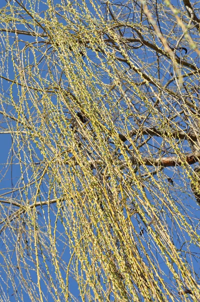 Willow vertakking van de beslissingsstructuur in het voorjaar — Stockfoto