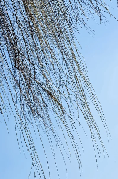 Weidenzweig im Frühjahr — Stockfoto