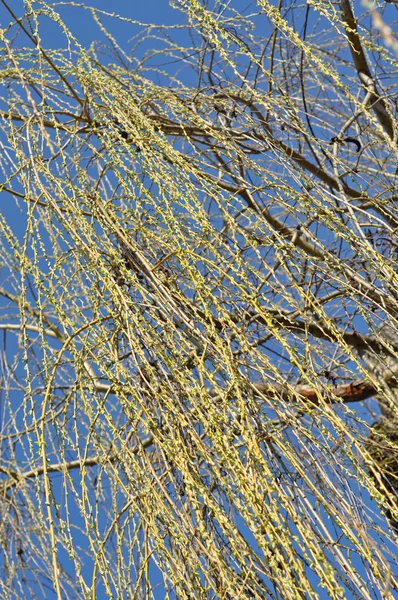 Willow vertakking van de beslissingsstructuur in het voorjaar — Stockfoto