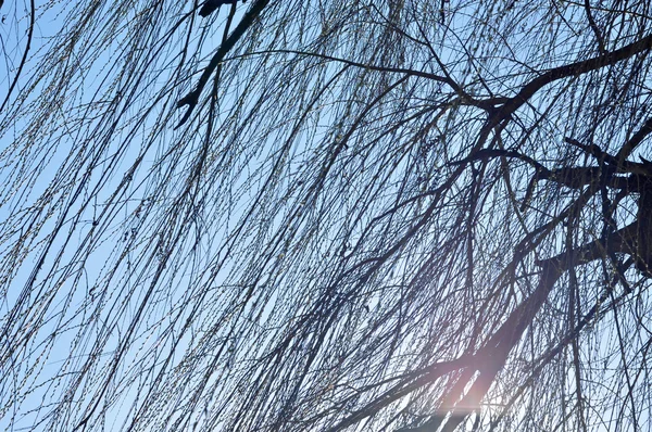 Willow tree branch in the spring — Stock Photo, Image