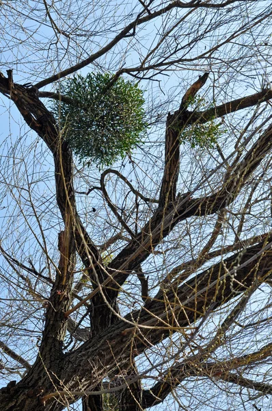 木にヤドリギ — ストック写真