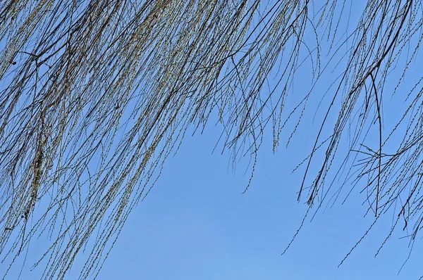 Ramo de salgueiro na primavera — Fotografia de Stock