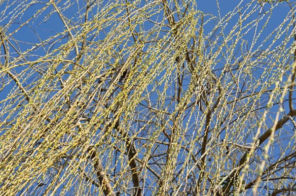 Willow tree branch om våren – stockfoto