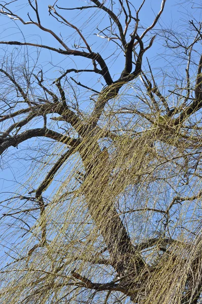 Söğüt ağacı dalı bahar — Stok fotoğraf