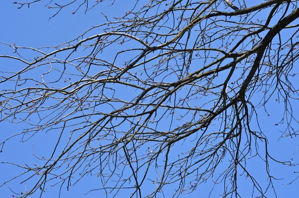 Ramo de salgueiro na primavera — Fotografia de Stock