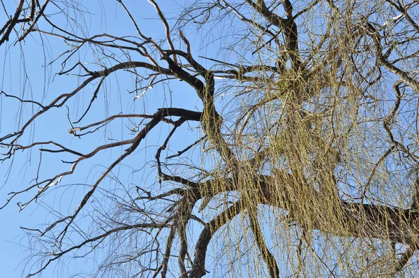 Willow větví na jaře — Stock fotografie