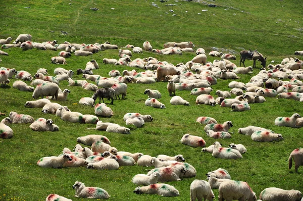 Herd of sheep in the spring — Stock Photo, Image