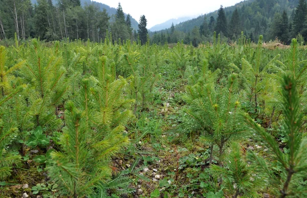 Viveiro de abetos, cultivo de abetos jovens — Fotografia de Stock