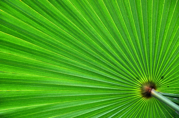 Abstraktní pozadí zelené Palmový list — Stock fotografie