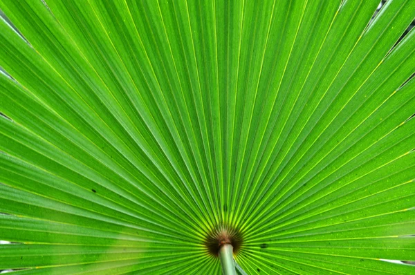 Sfondo astratto di una foglia di palma verde — Foto Stock