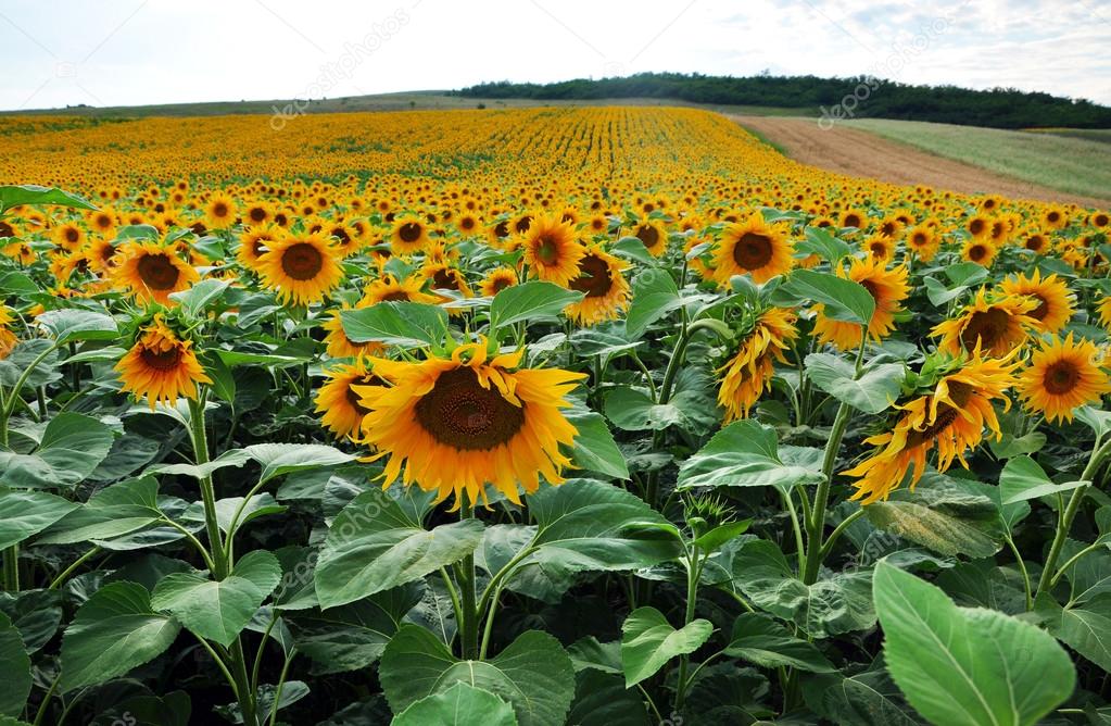 Field full with yellow sunflowers