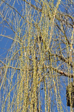 Söğüt ağacı dalı bahar