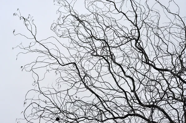 Bladloos boom takken perspectief. Top van bomen tegen hemel — Stockfoto