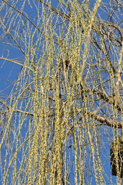 Weidenzweig im Frühjahr — Stockfoto