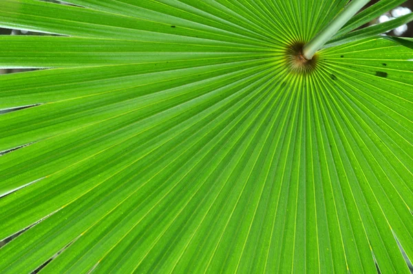 Verde palma foglia sfondo — Foto Stock