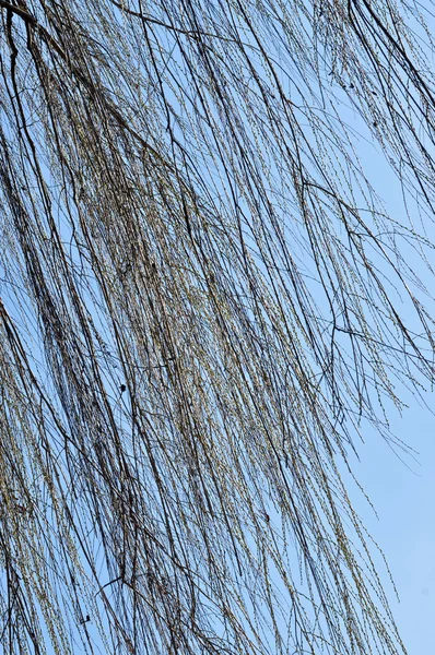 Söğüt ağacı dalı bahar — Stok fotoğraf