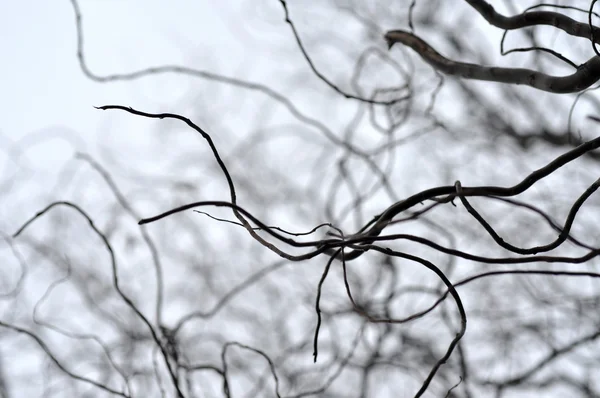 光秃秃的树枝透视。树顶的天空 — 图库照片