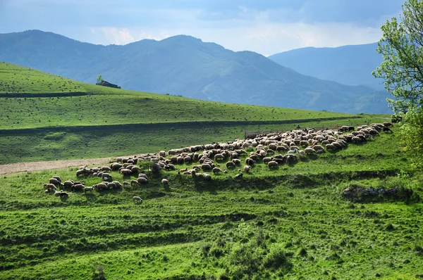 Manada de ovelhas na primavera — Fotografia de Stock