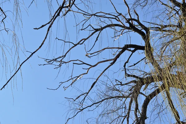 Branche de saule au printemps — Photo