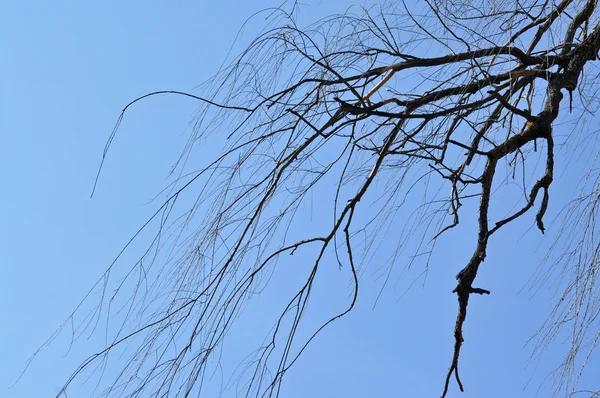 Ramo de salgueiro na primavera — Fotografia de Stock