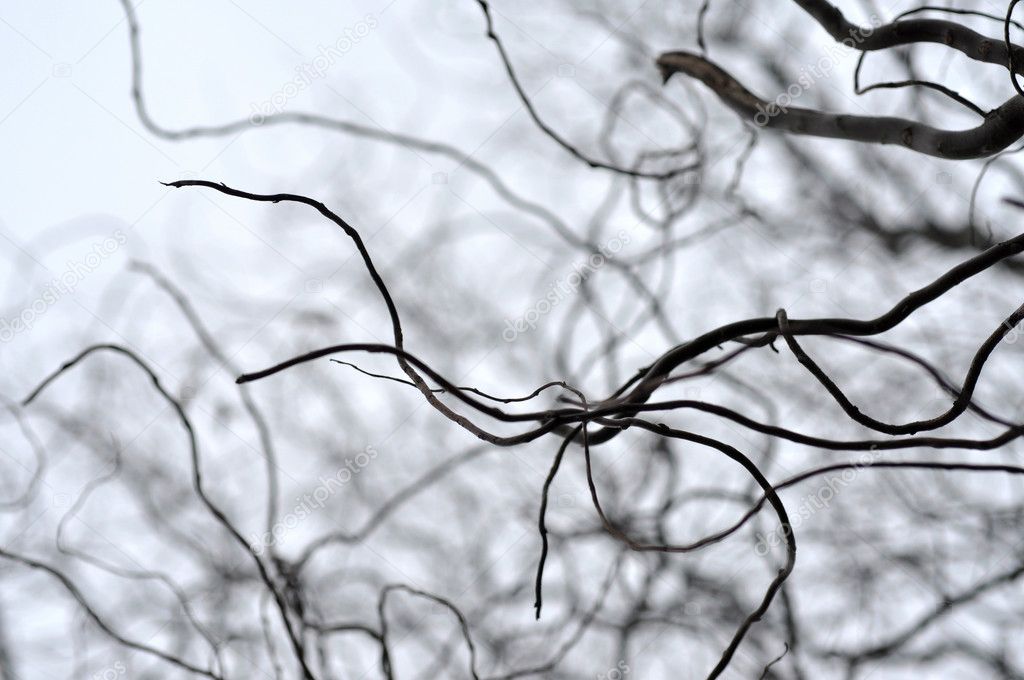 Leafless tree branches perspective. Top of trees against sky