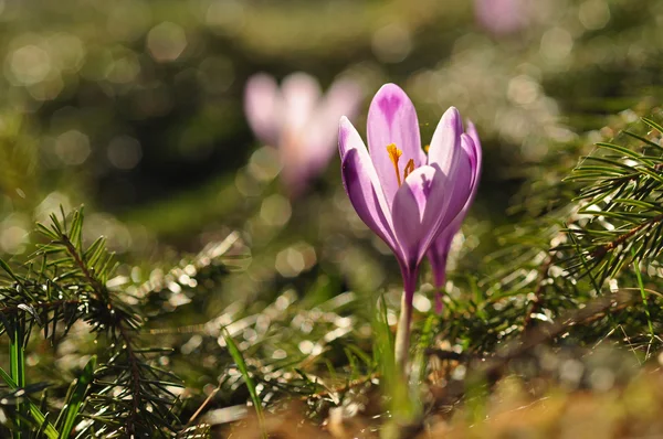 Fioletowy krokus kwiat na wiosnę — Zdjęcie stockowe