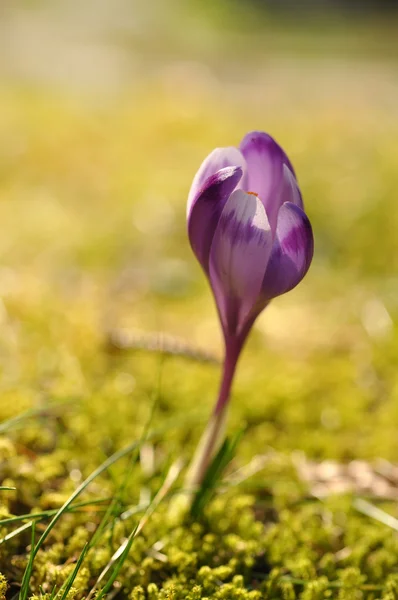 Fleur de crocus pourpre au printemps — Photo