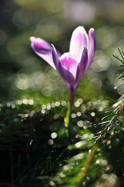 Purple crocus flower at spring — Stock Photo, Image