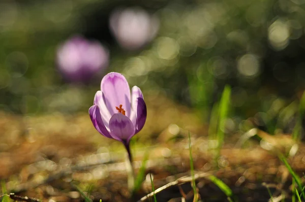 Fioletowy krokus kwiat na wiosnę — Zdjęcie stockowe