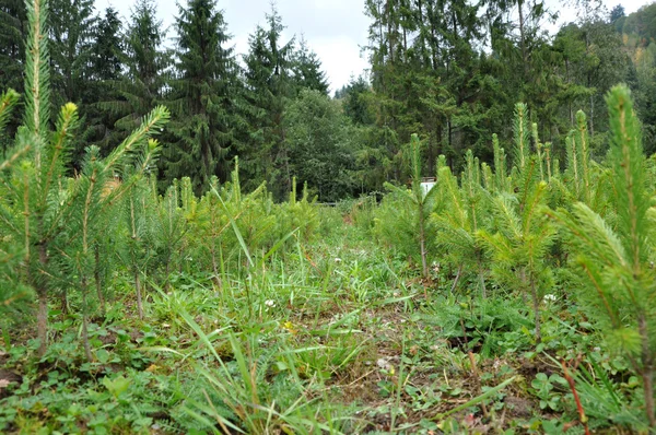 Fir tree nursery, young spruce growing — Stock Photo, Image