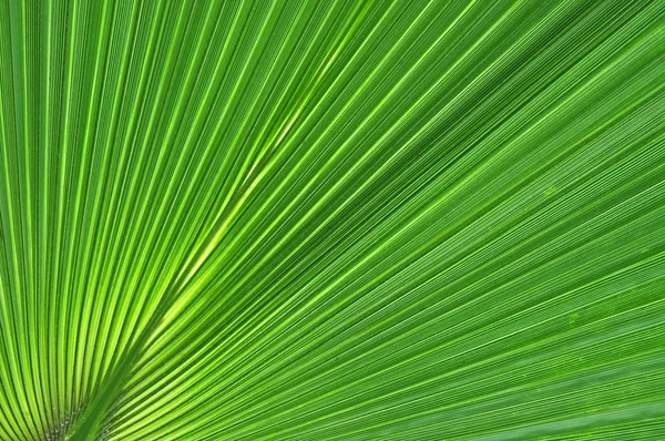 Gros plan abstrait d'une feuille de palmier vert — Photo