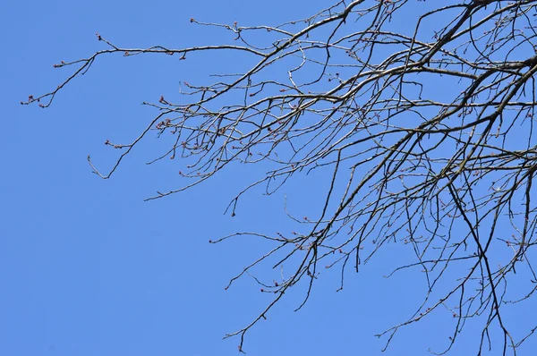 Ramo de salgueiro na primavera — Fotografia de Stock