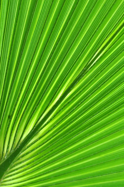 Yakın çekim bir palmiye yaprağı — Stok fotoğraf