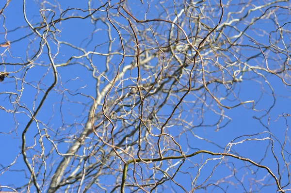 Weidenzweig im Frühjahr — Stockfoto