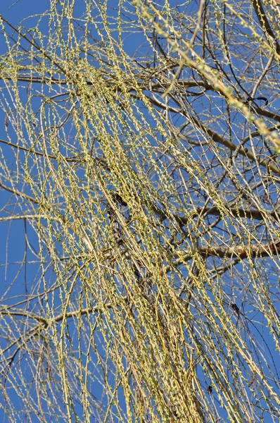 Weidenzweig im Frühjahr — Stockfoto