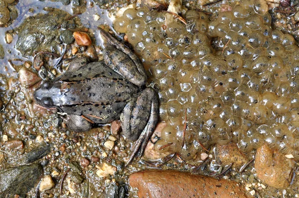 Frog lays spawn, eggs — Stock Photo, Image