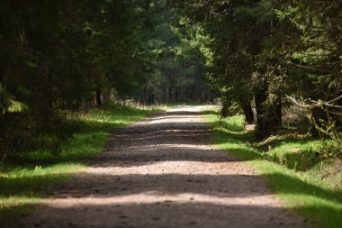 Kir lane, ormanda yol