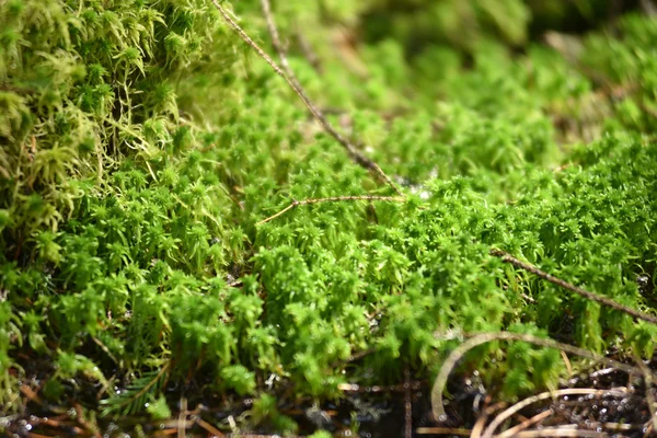 Groene mos detail in het bos — Stockfoto