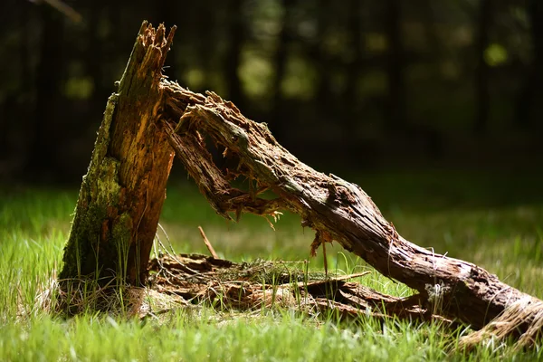 Tronco d'albero morto nella foresta — Foto Stock