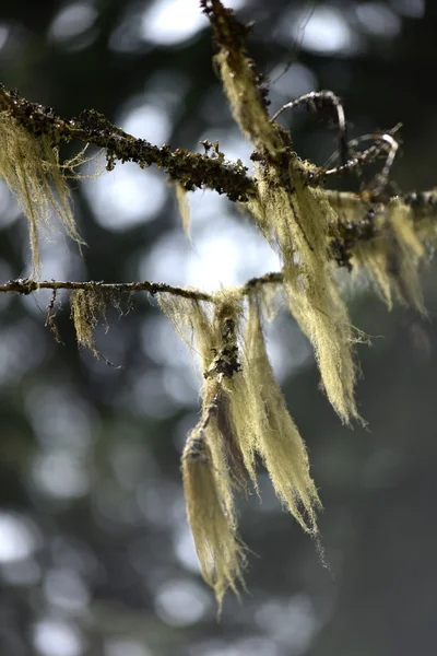 Usnea barbata, fungo della barba del vecchio su un ramo di pino — Foto Stock
