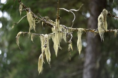 Usnea barbata, old man's beard hanging on a fir tree branch clipart