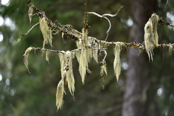 Usnea barbata, barba di vecchio appesa ad un ramo di abete — Foto Stock