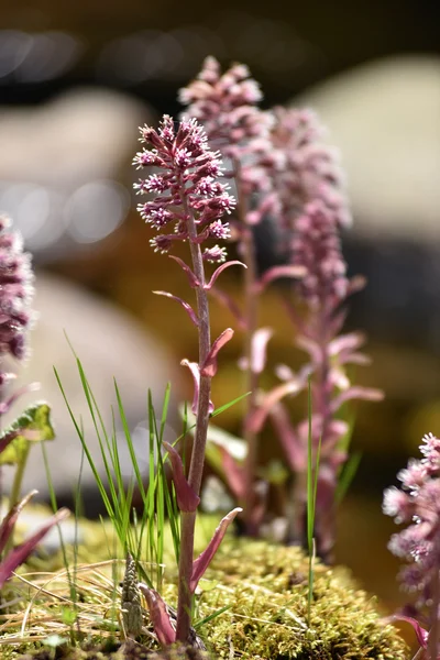 Flores silvestres púrpuras al aire libre — Foto de Stock