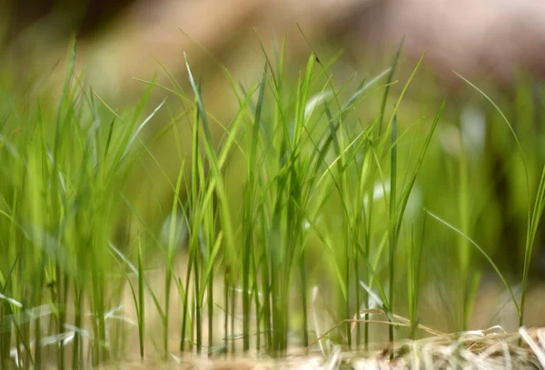 Verschwommenes frisches grünes Gras — Stockfoto